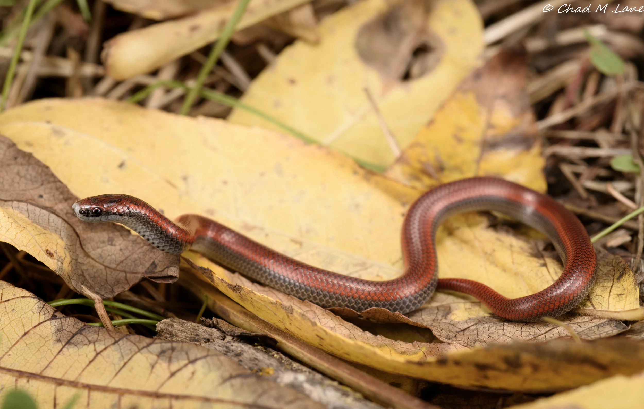 Sharp-Tailed Snake