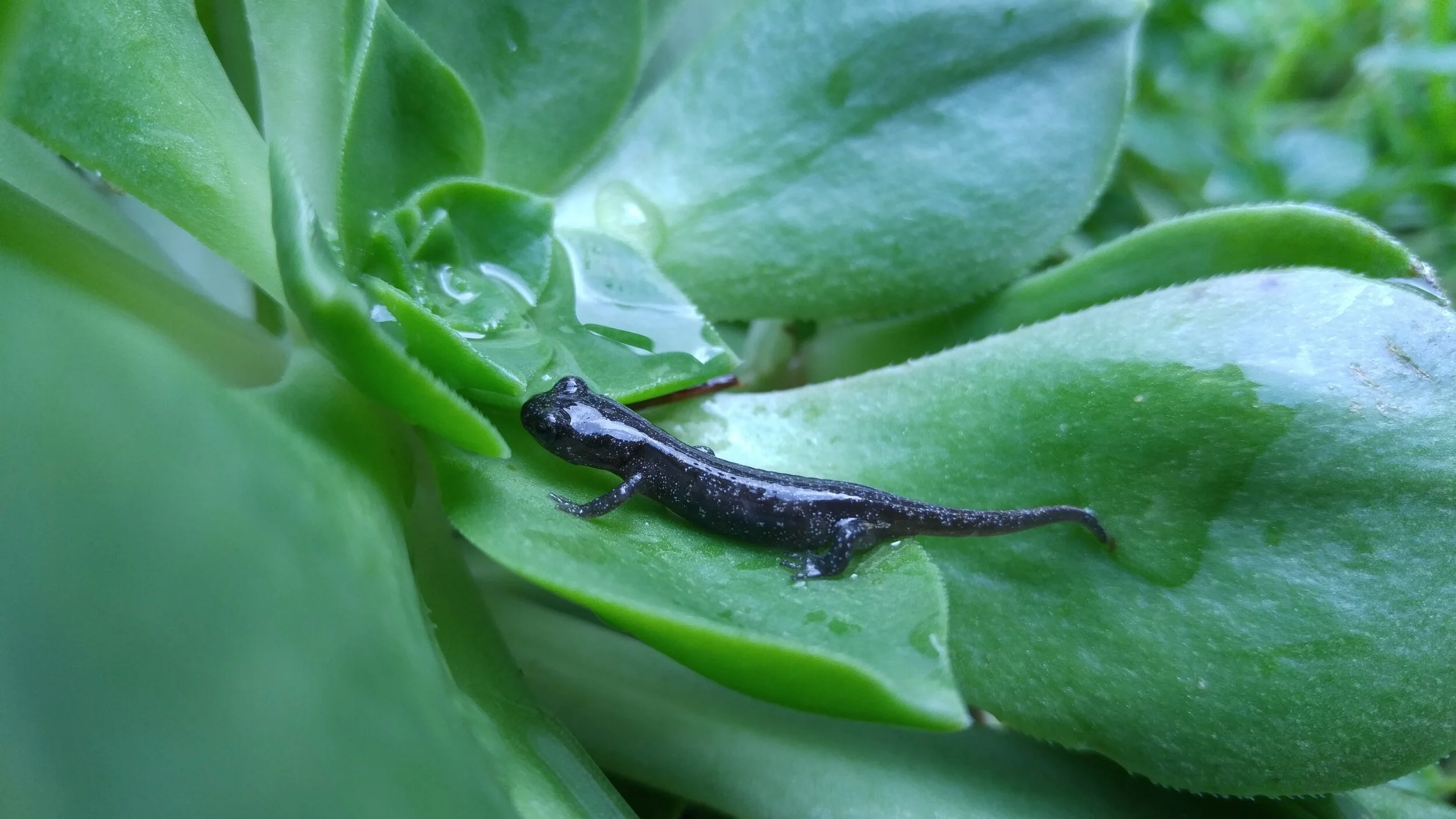 How To Create a Salamander Garden