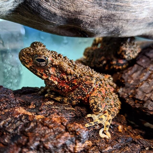 We are thrilled to welcome three new animal ambassadors to Things That Creep!

Who can guess what type of amphibian they are?