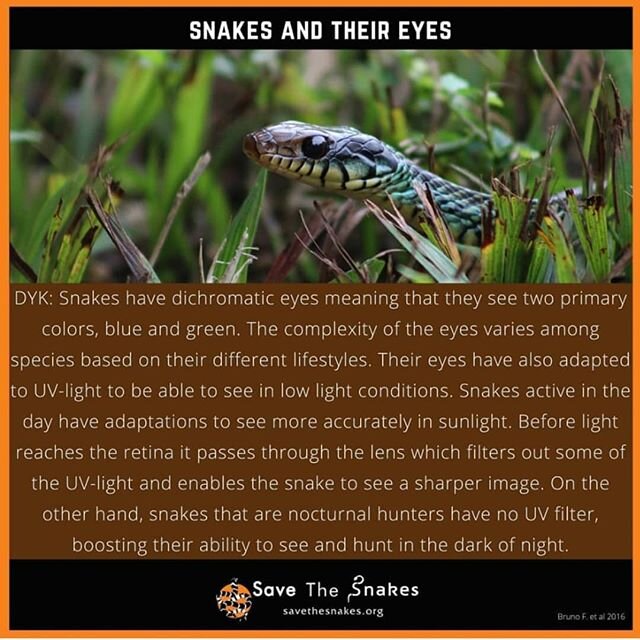 Ever wonder about snake vision?

#snakes #snakevision