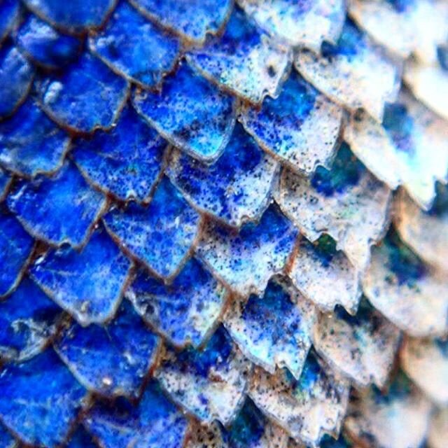 Belly scales of the most common Bay Area lizard: the fence lizard, also known as a blue belly. 
#reptile #herpingcalifornia #californiaherps #scales #herp #lizard #bluebelly