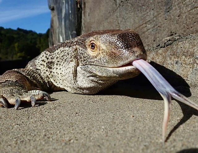 Darwin has been enjoying these sunny days. 
#monitorlizard #darwin #tongue #reptilesofinstagram #herp #lizard