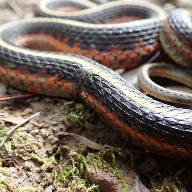 Check out the #scales and scars of this #gartersnake that was sunning along the side of a hiking trail.

#herpingcalifornia #bayareawildlife #snake #herping #herp #naturesneighbor