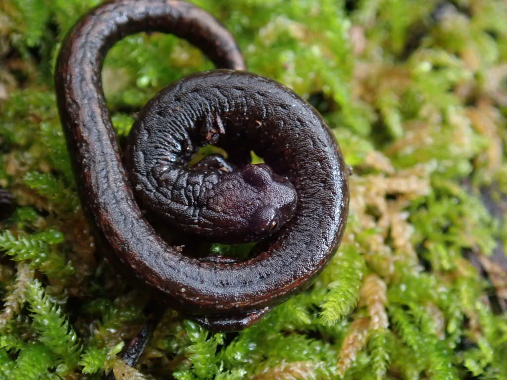 What is a herp? — Things That Creep