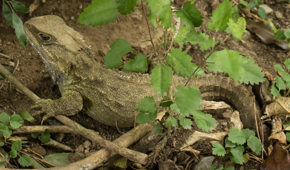 What is a herp? — Things That Creep