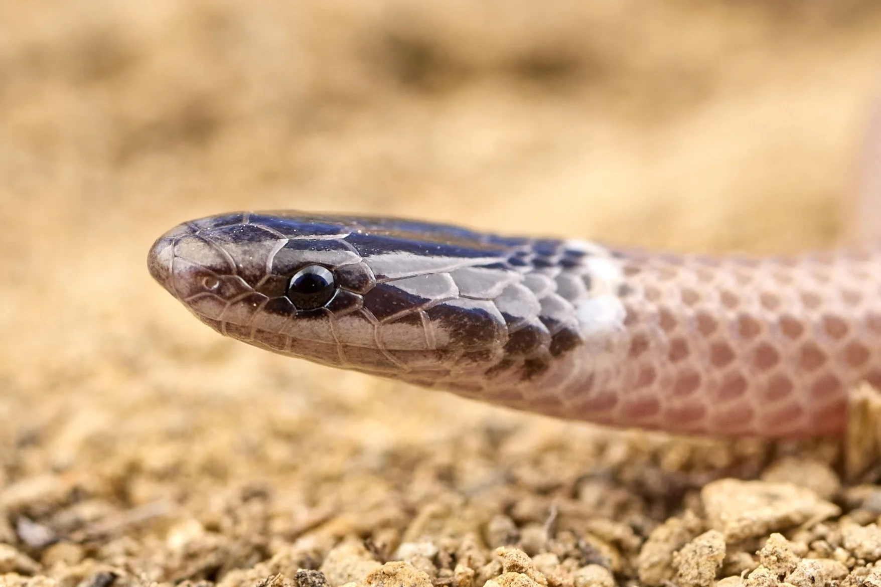 1 1 7V6A3848IG_1edit (1).jpg