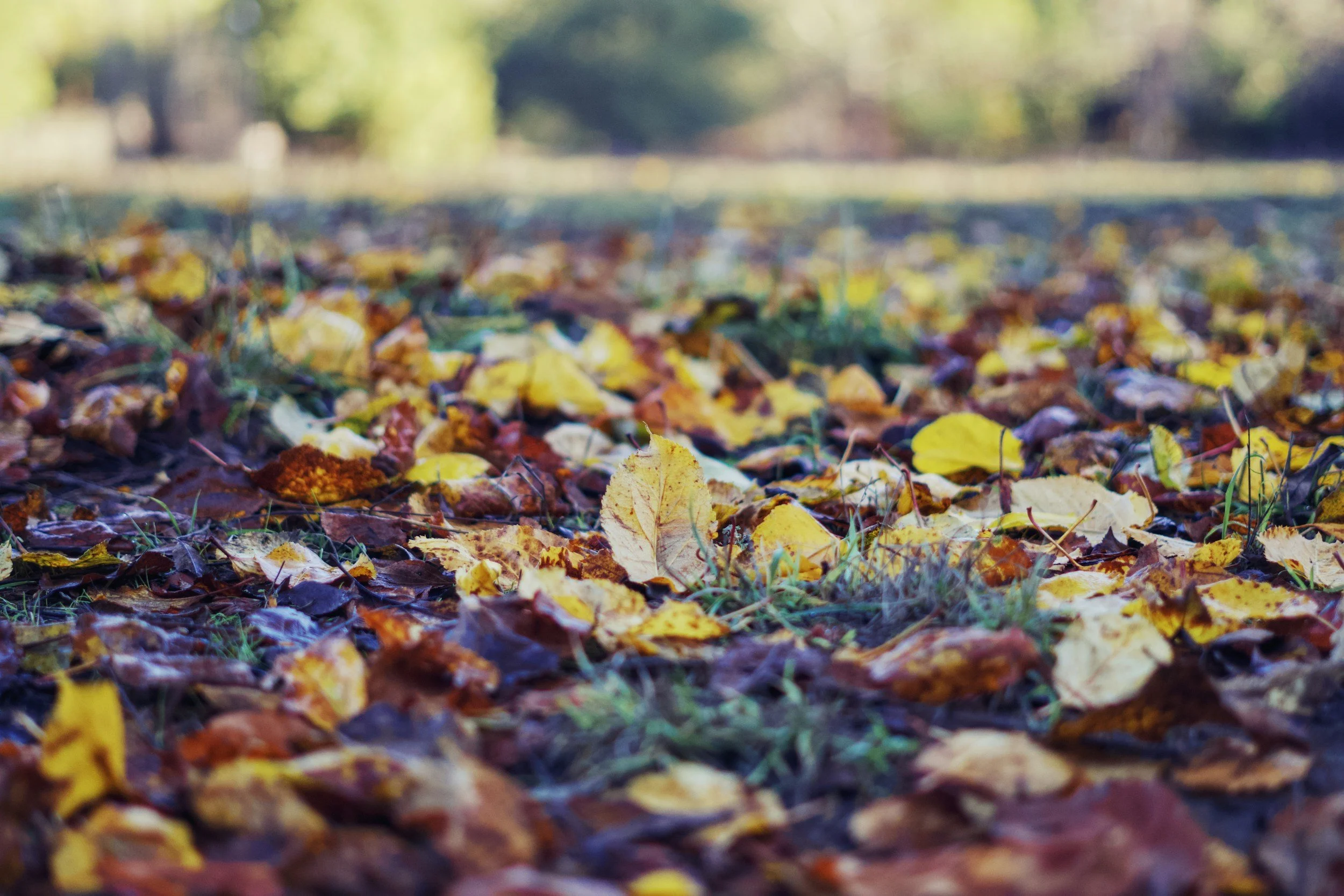 Leave the Leaves: Leaf Litter and Microhabitats