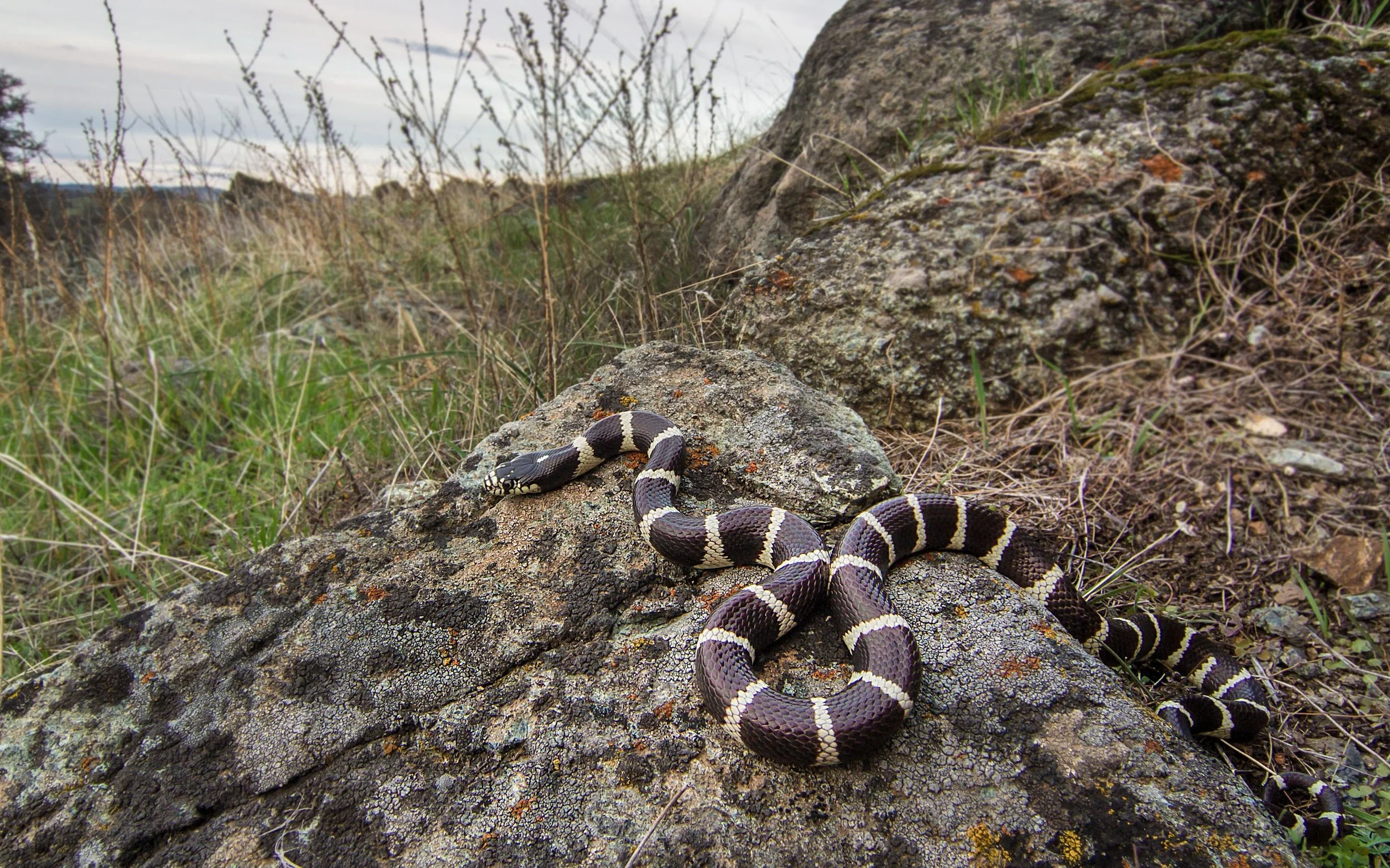 California Kingsnake