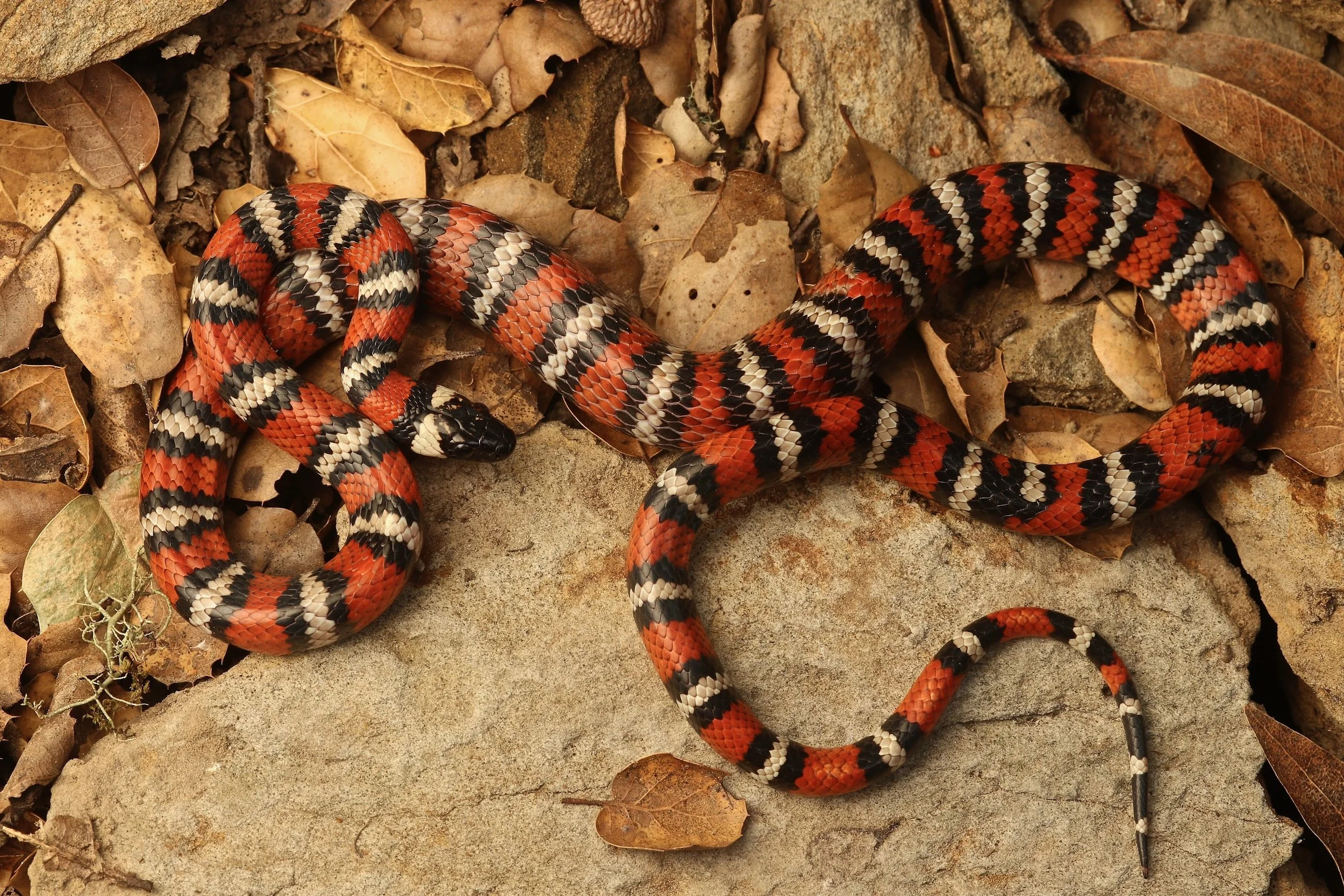 Mountain Kingsnake