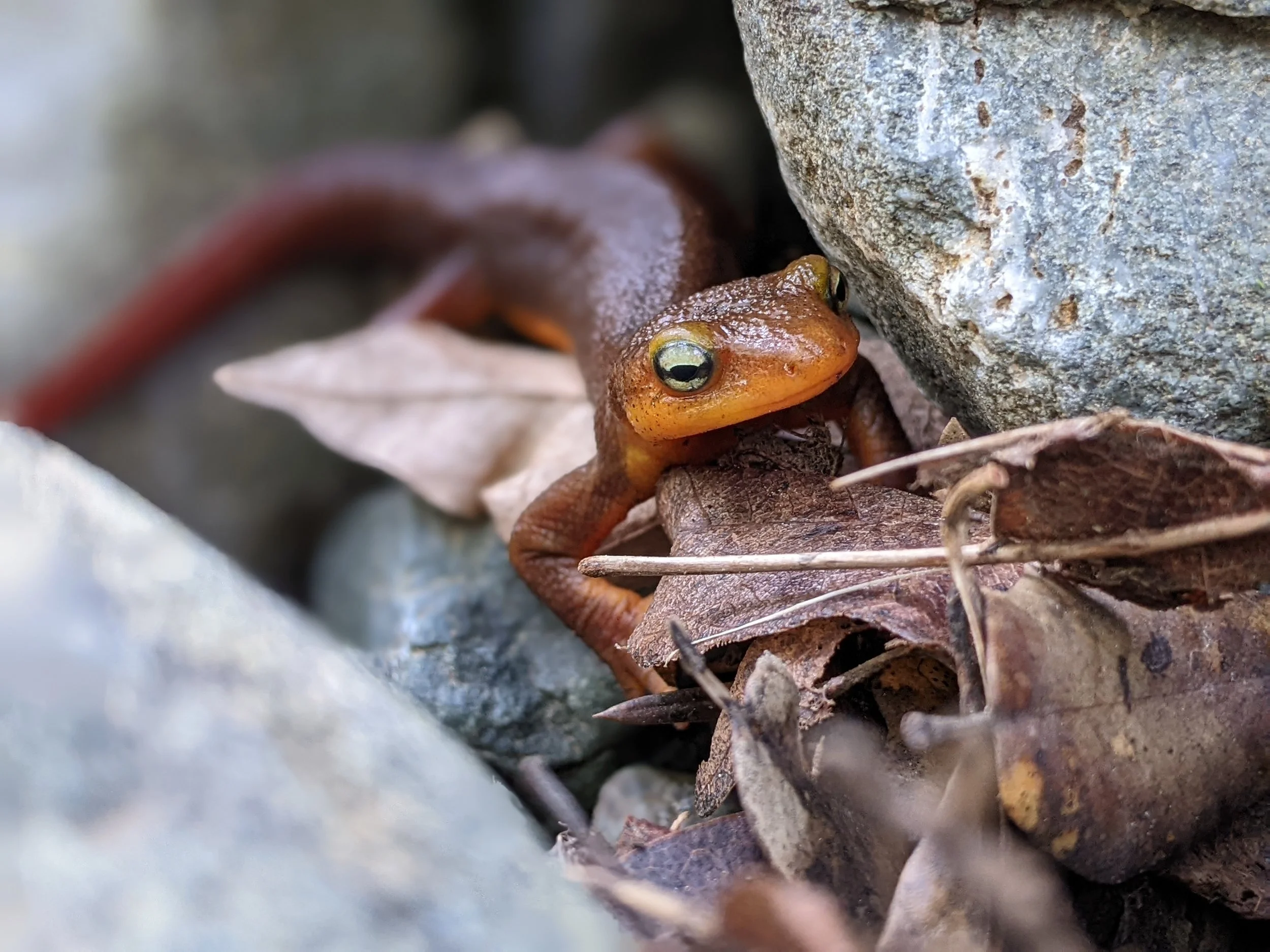 PXL_20220320_180125105.PORTRAIT (1).jpg