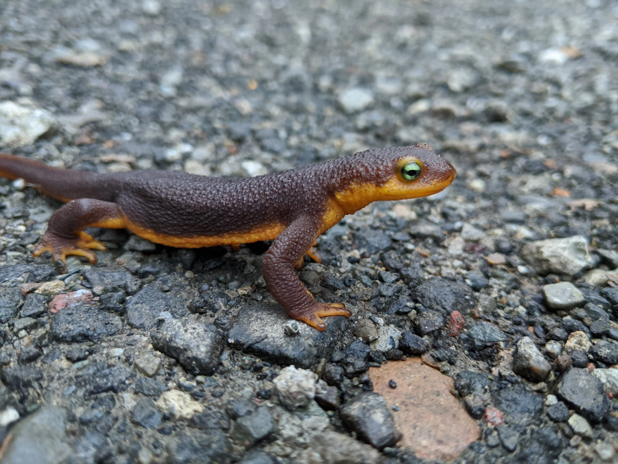 Salamanders of the San Francisco Bay Area 