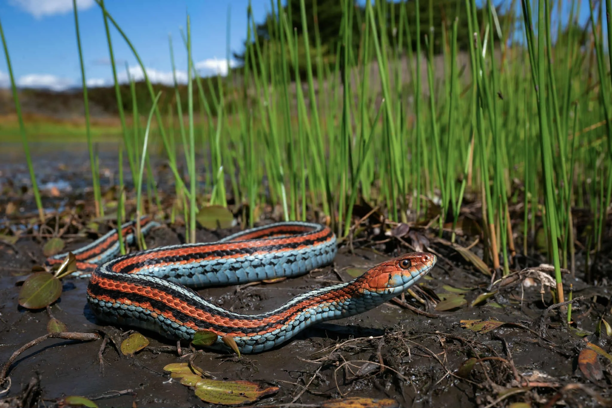 Pocket Guide to Bay Area Reptiles — Things That Creep