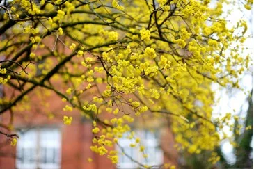 cornelian-cherry-dogwood-tree-in-front-of-house.jpg
