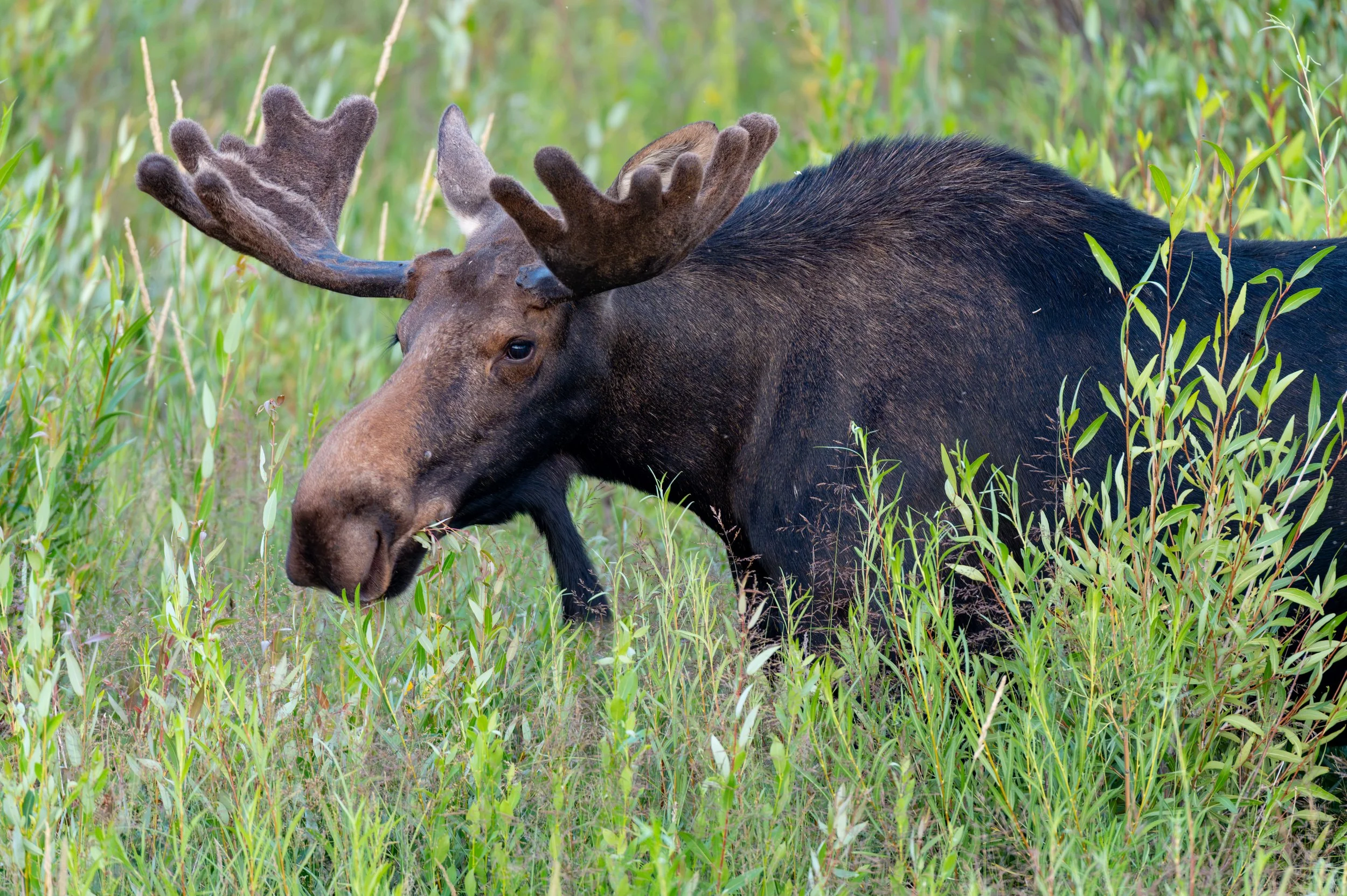 Grand Teton moose.