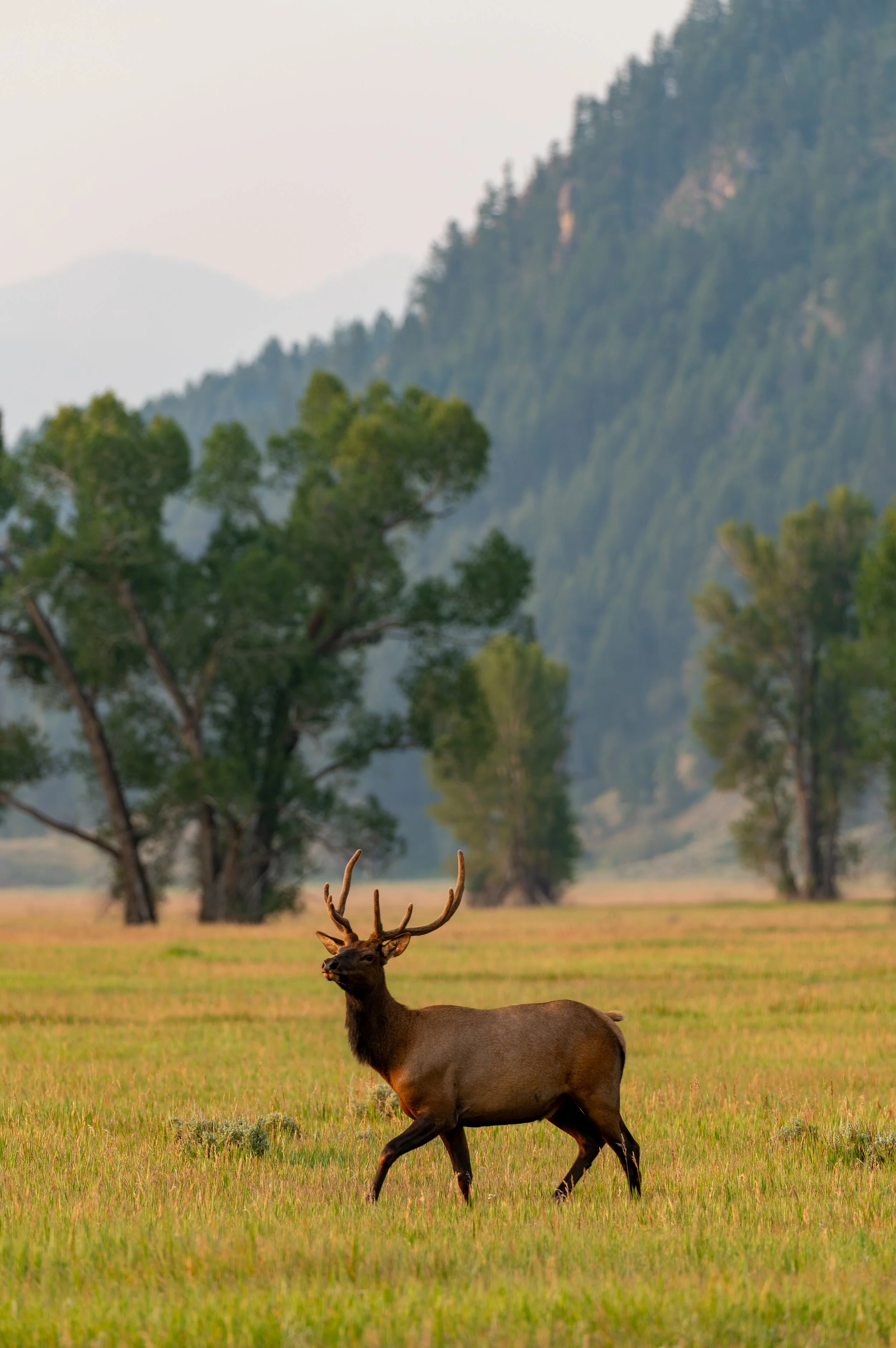 Strutting elk.