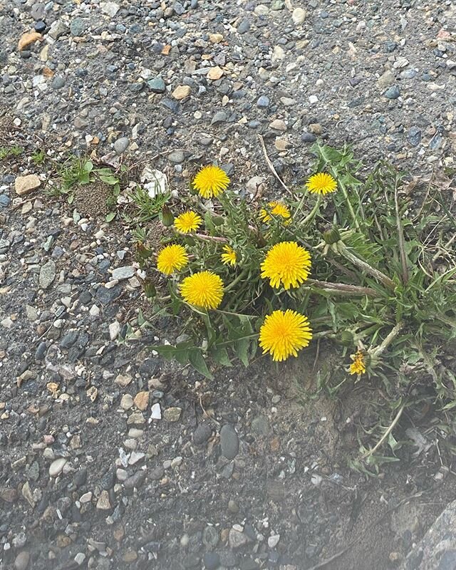 Yay!!! The dandelions are here!