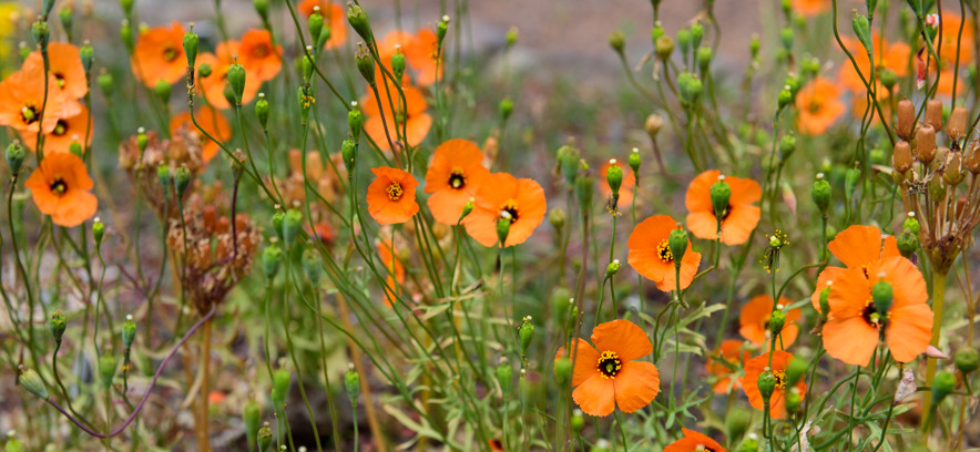 Wind Poppy