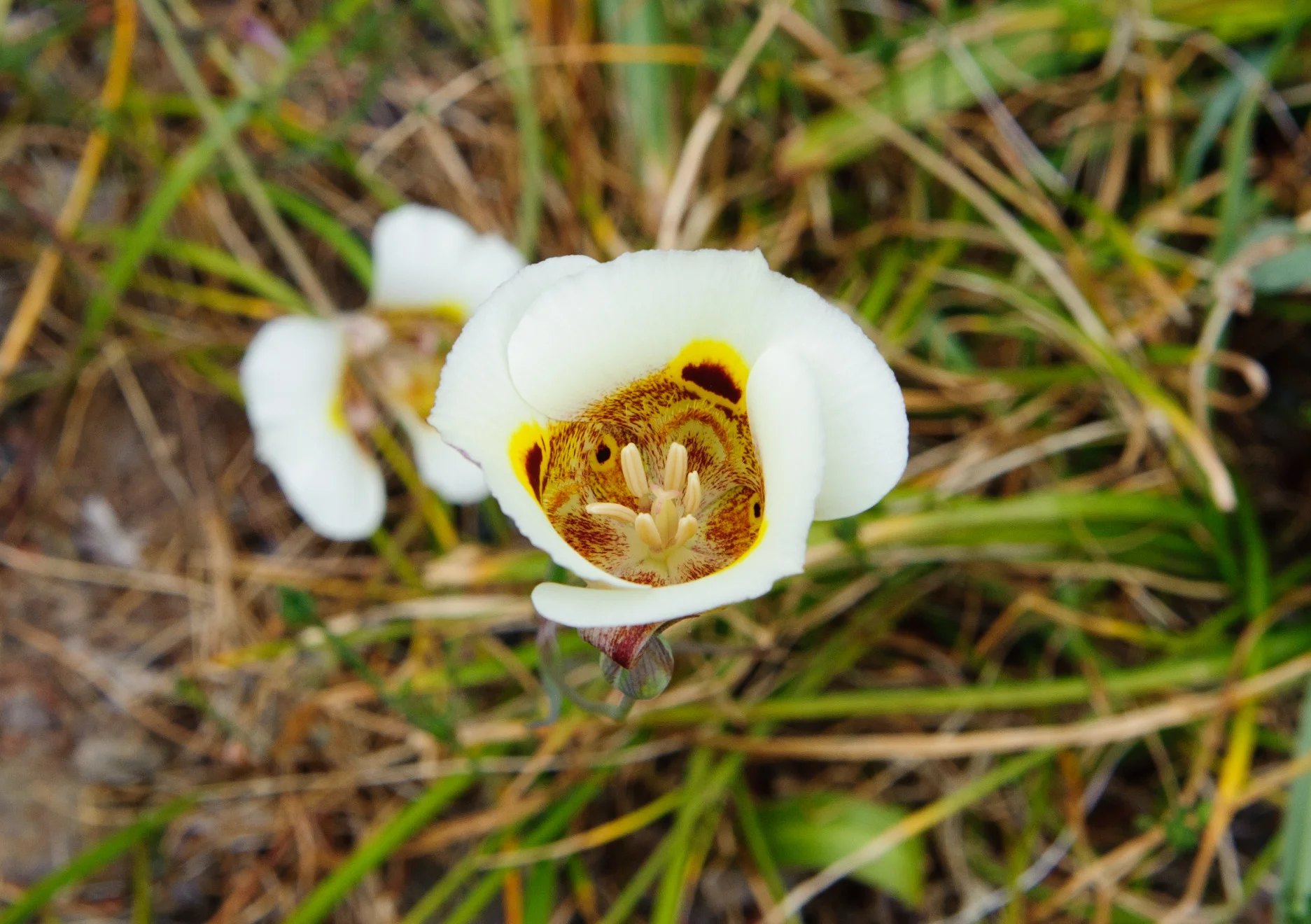 California Native Wildflowers