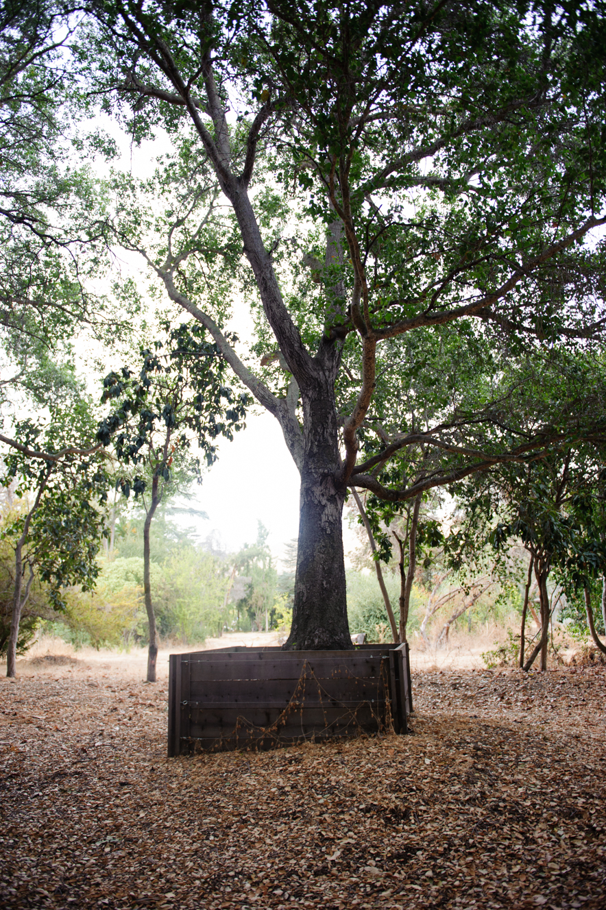 Tree Collection at California Historic Nursery Park
