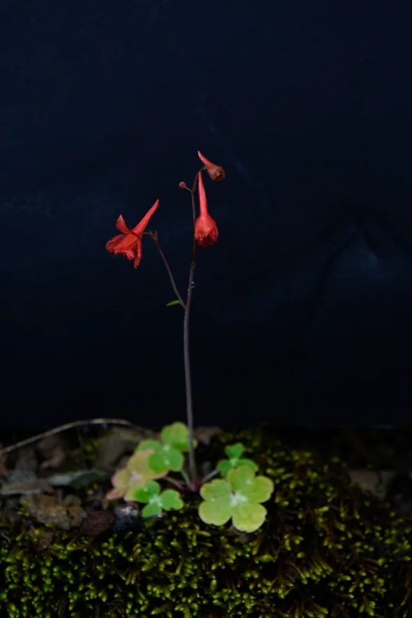 Mount Diablo Wildflowers