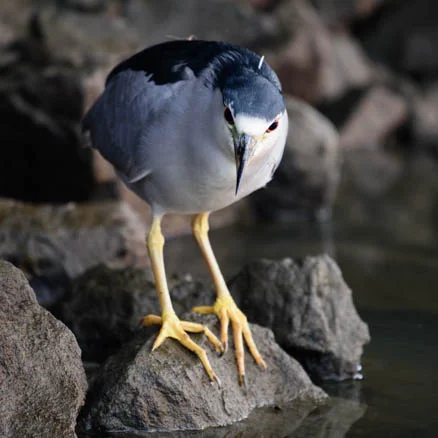 Ballena Bay and a Broken Ankle