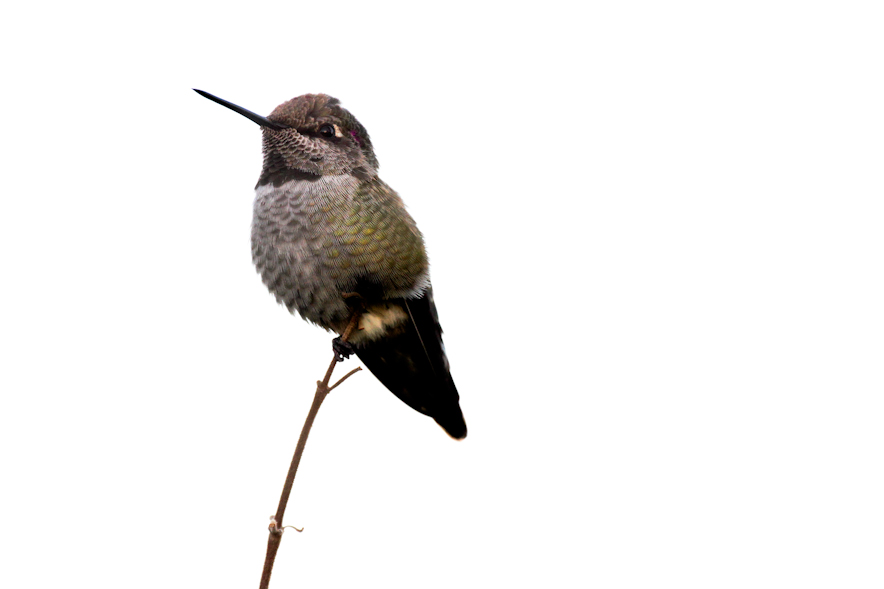 Resting Hummingbird — growing wild