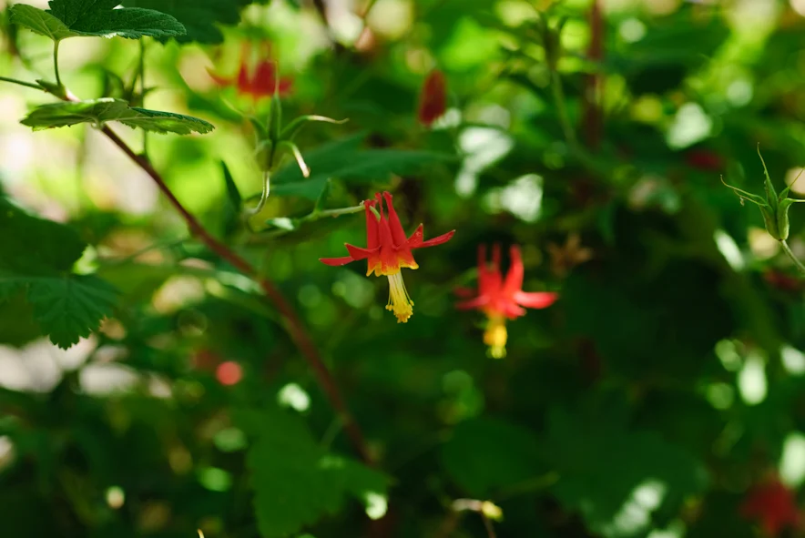 Aquilegia-Formosa-Western-Columbine2.jpg