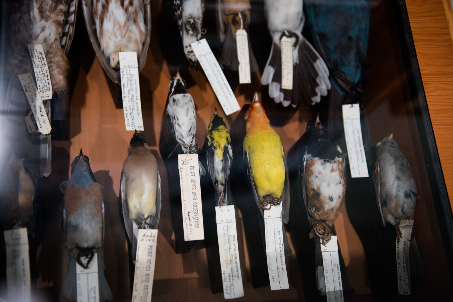 Bottom row, from left to right: Western Bluebird, Cedar Waxwing, Black-throated Gray Warbler, Townsend's Warbler, Western Tanager, Spotted Towhee, White-crowned Sparrow