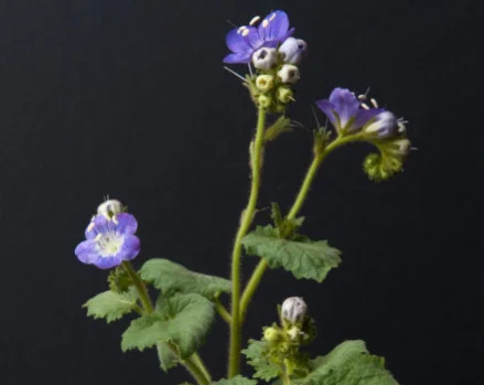 Phacelia, Phacelia Sp., from Annie's Annuals