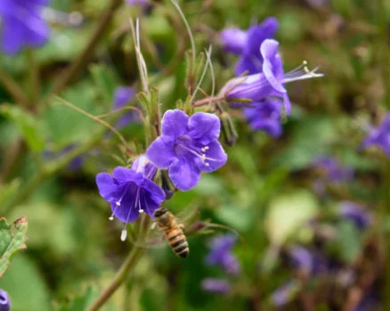 Phacelia minor