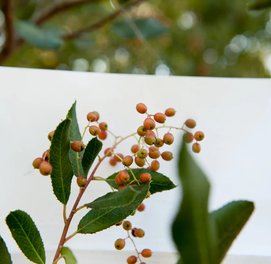 Toyon