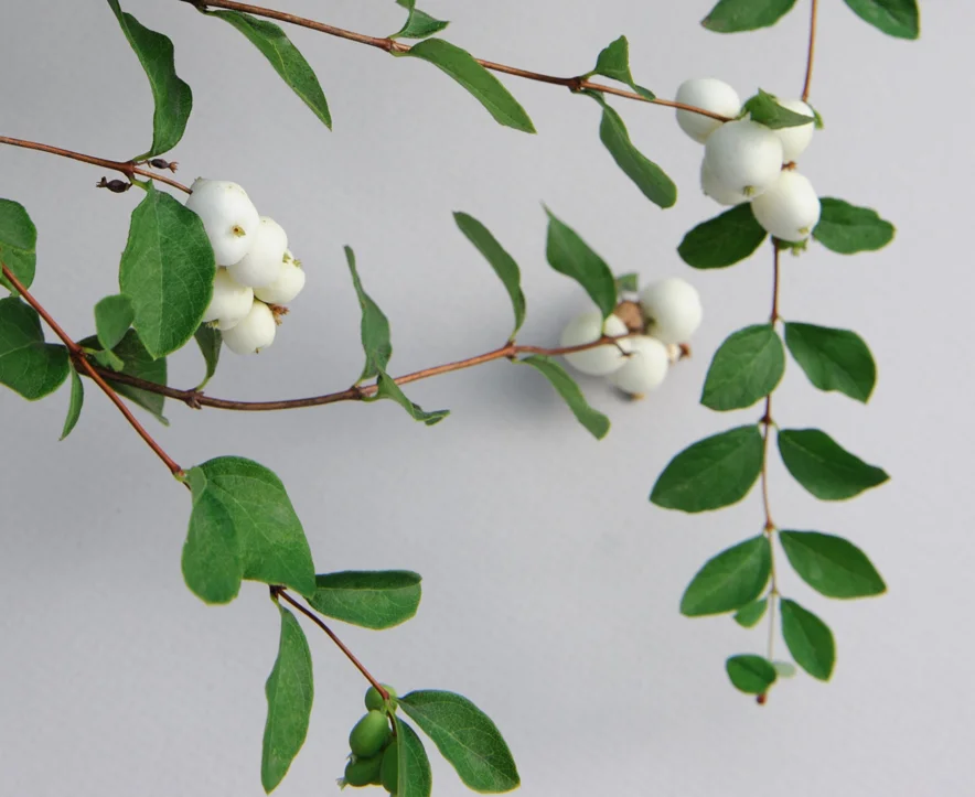 Symphoricarpos albus, Snowberry