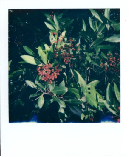 Toyon