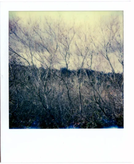 Winter Trees