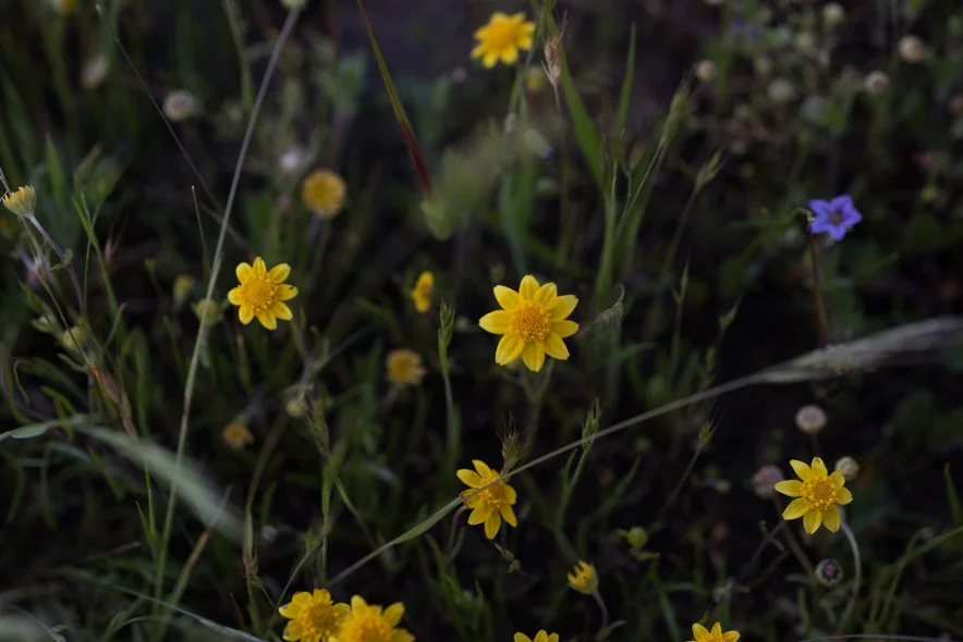 Vernal Pool Goldfields, Lasthenia fremontii