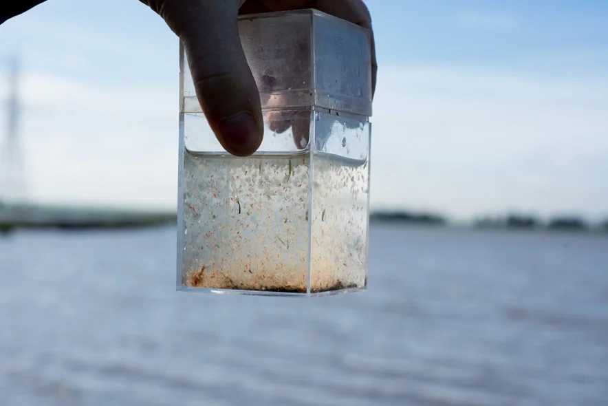 Water sample containing aquatic invertebrates endemic to vernal pool habitats