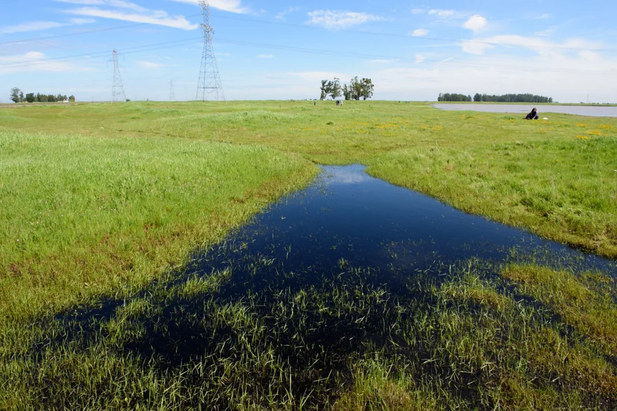 Vernal Pool, Jepson Prairie