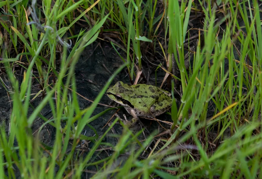 Pacific Chorus Frog, Pseudacris regilla