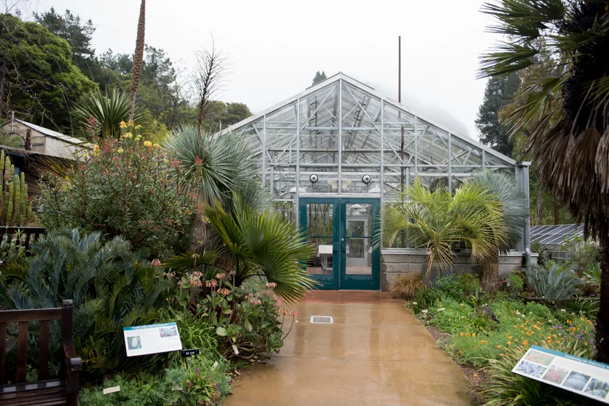 Uc Botanical Garden Growing Wild