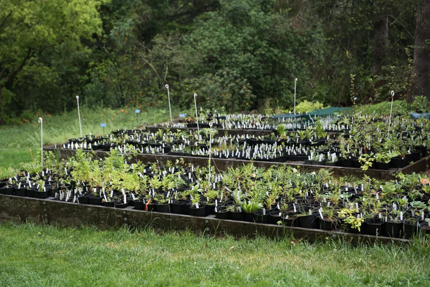 Plant sale area