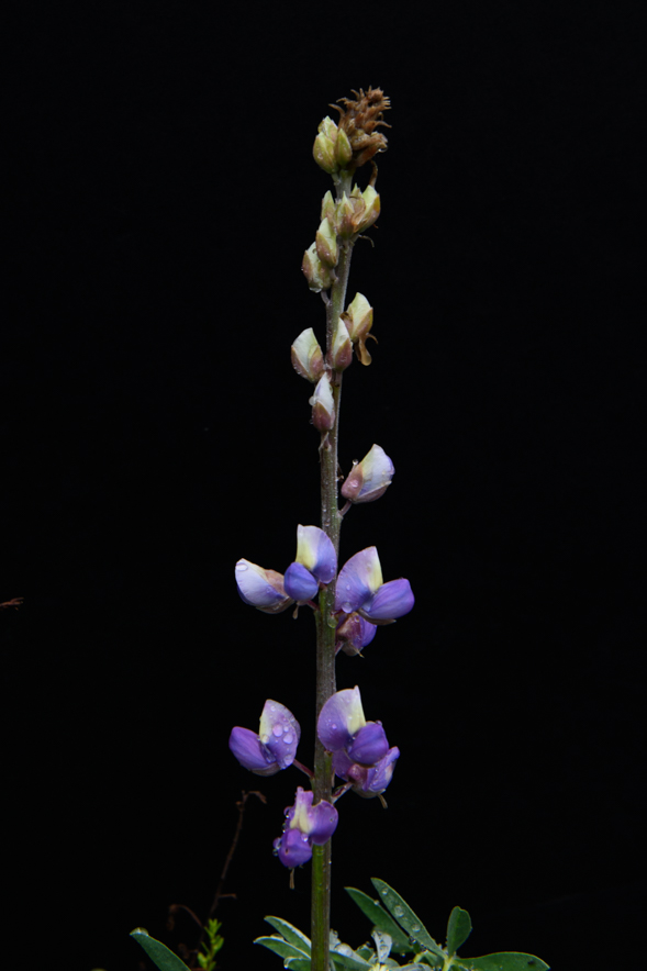 Lupine