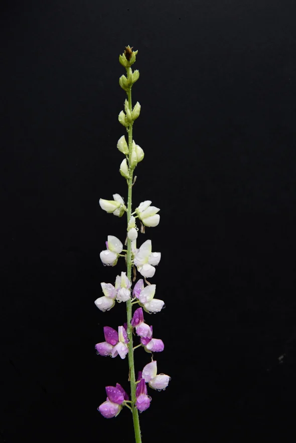 Lupine