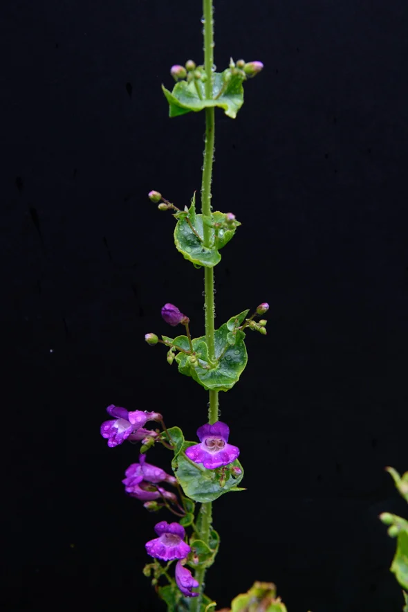Penstemon