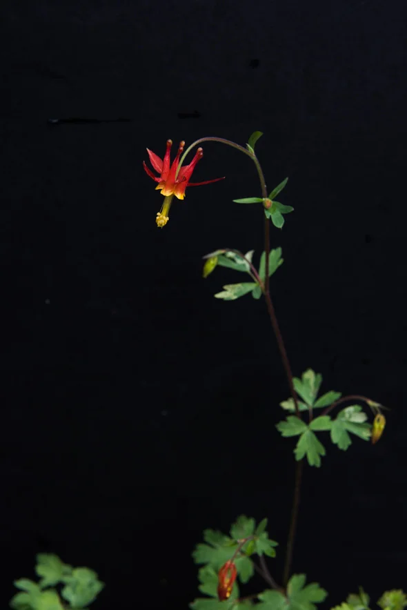 Columbine (right)