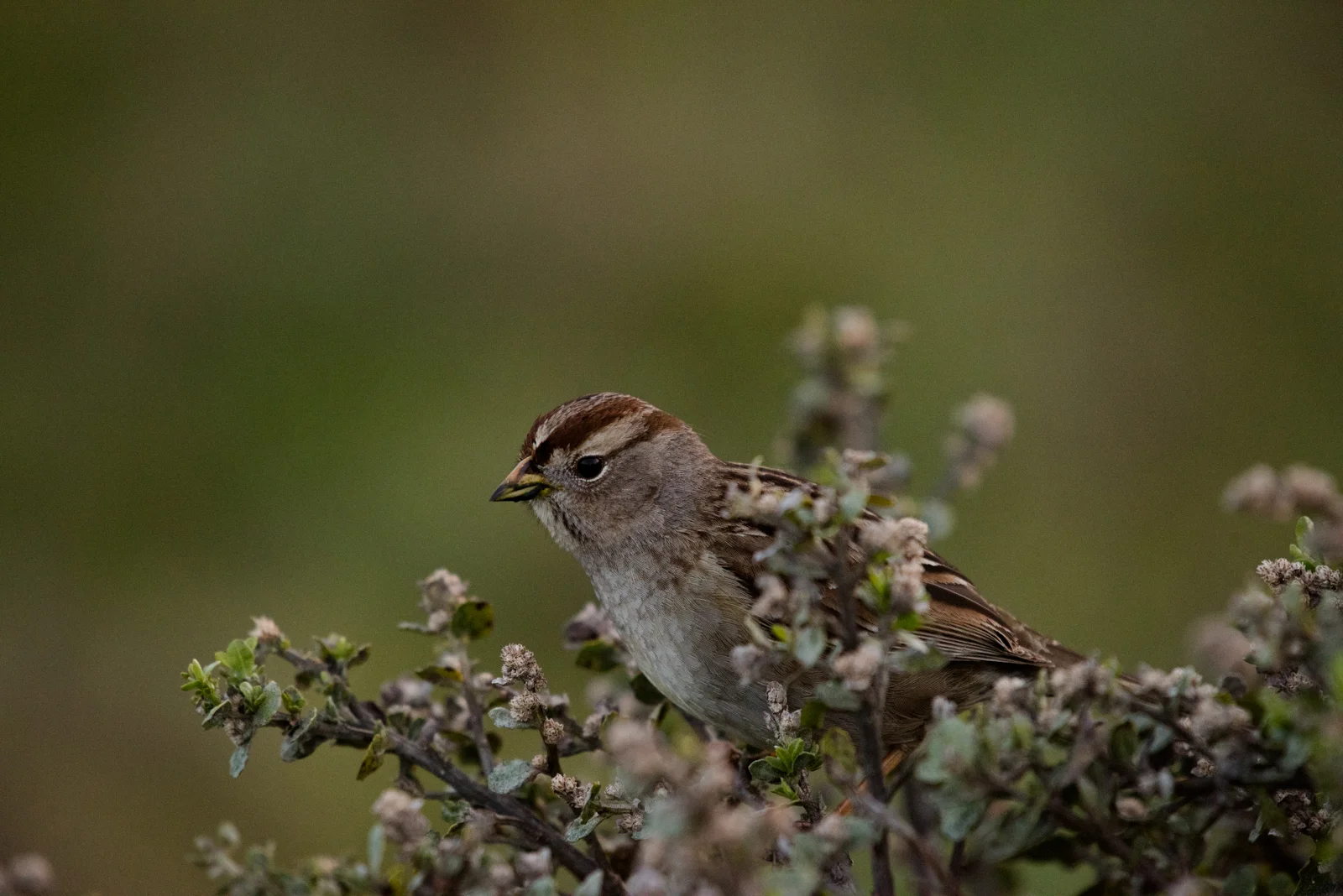 Juvenile White-crowned Sparrow perched on Coyote Brush