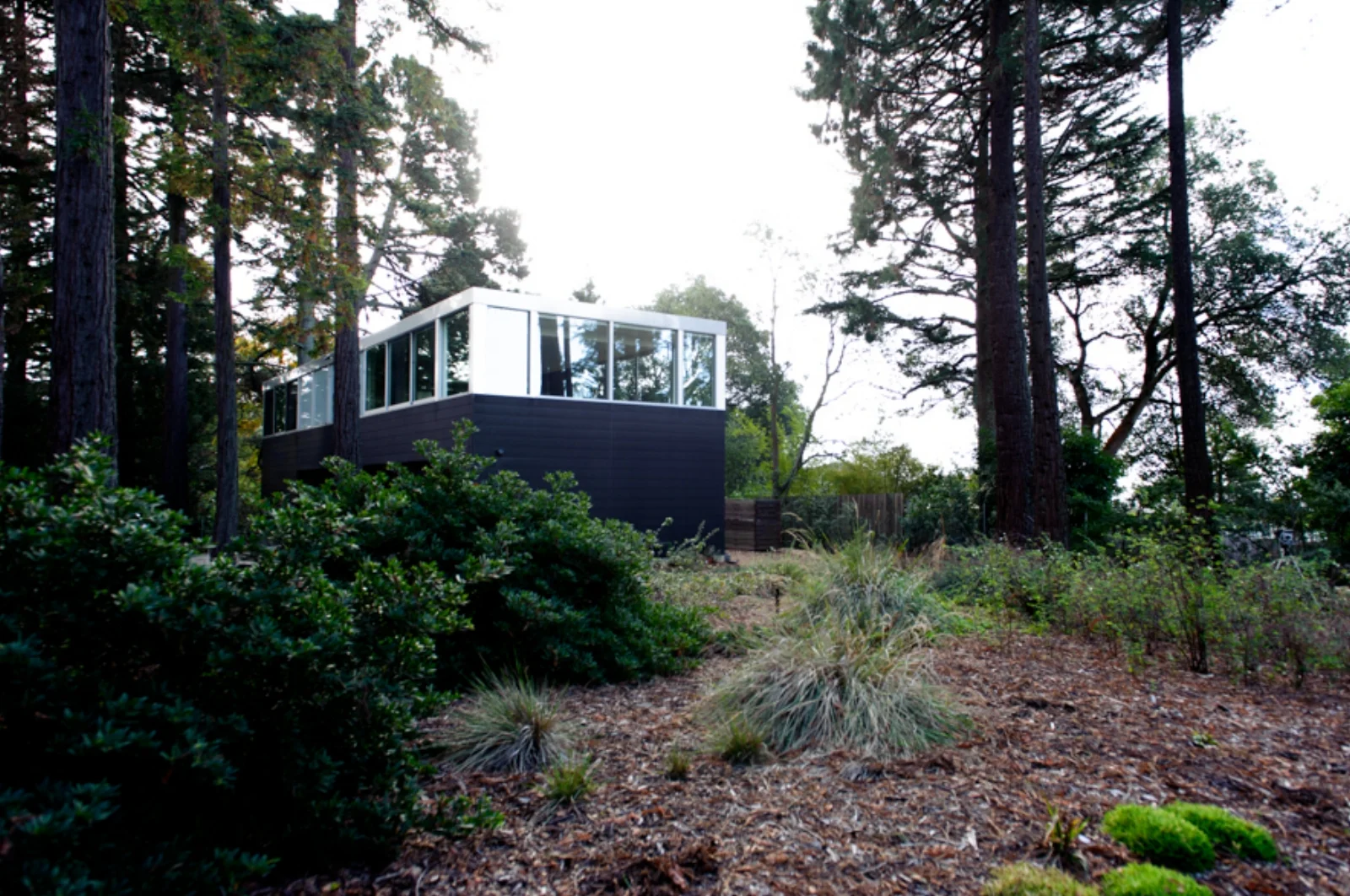 Steve and Judy's garden, with their home in background. The wild garden compliments the modern structure of the home.