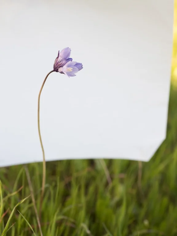Bluedicks, Dichelostemma