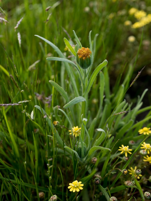 Blow Wives, Achyrachaena mollis