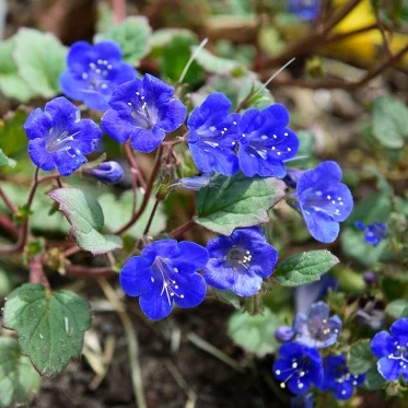 Desert Canterbury Bells (Phacelia)