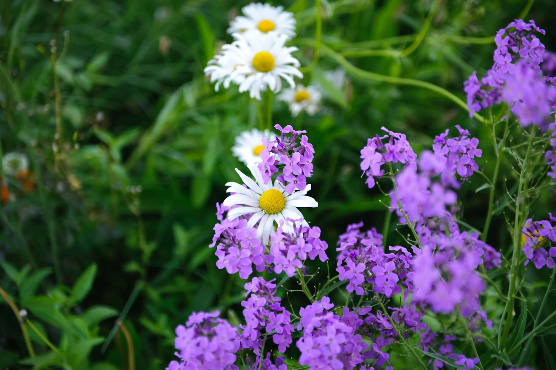 _DSC8643.jpg